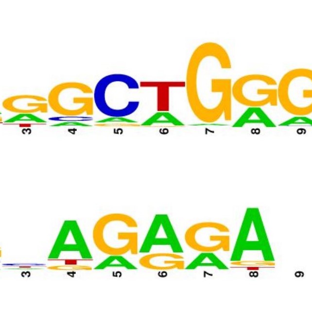Sequence Logos of Methylation Patterns in Alzheimer's